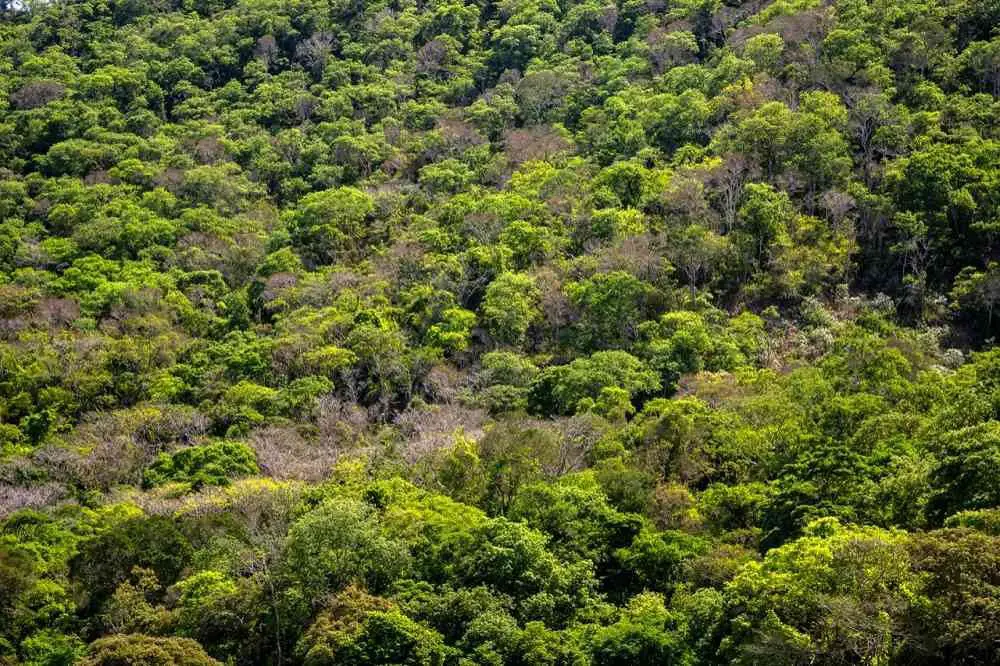 Cuál es el relieve del bosque seco ecuatorial