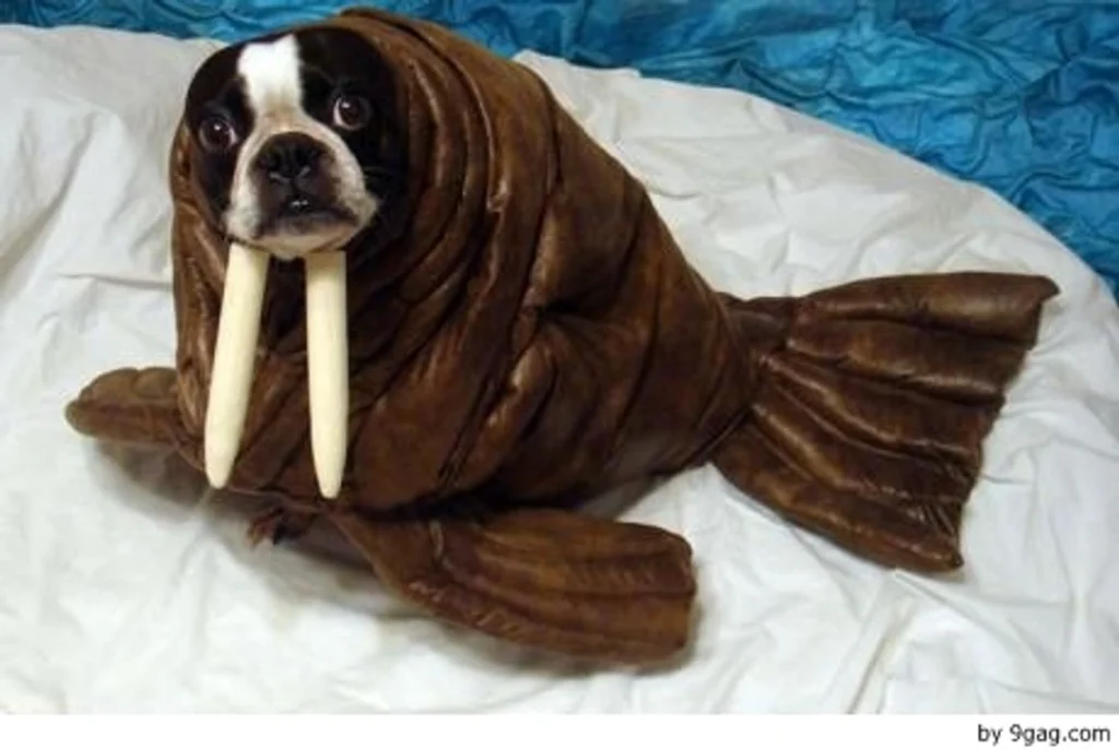 Fotos con tu mascota