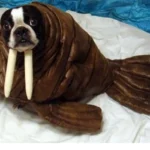 Fotos con tu mascota