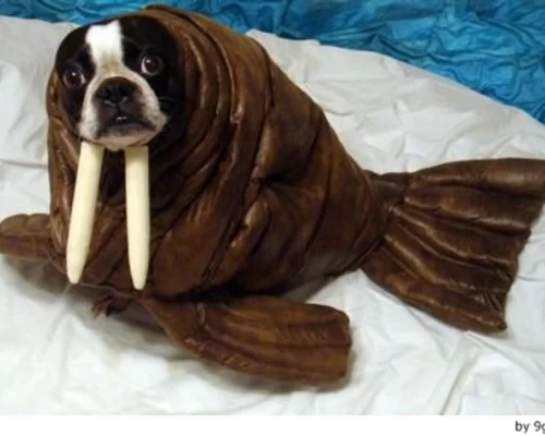 Fotos con tu mascota: cómo lograr la mejor imagen con disfraces para perros Fotos con tu mascota